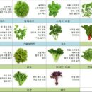 식탁위의텃밭 이미지