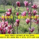 명심보감 이미지