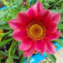 가자니아 이미지