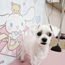 프리펫시티 이미지