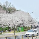 새꽃로(2) 네이버블로그