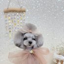 스카이마린 이미지