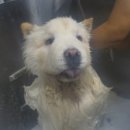 이누펫살롱 이미지