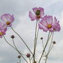 대우경로당 Daum카페