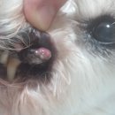 강아지 치은종에 대해아시거나 치료해보신분 이미지