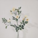 엘씨브로우