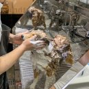 Petbathro 펫바스로 기흥 이미지