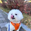 힐링독 반려견센터 이미지