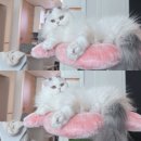 반오십이 되었네요 凸