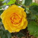 처음처럼 애견펜션 이미지