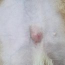 태안 동물병원 이미지