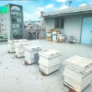 한국양봉농협 동물병원 이미지