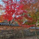제167차 강천산(584m) 단풍 산행 이미지