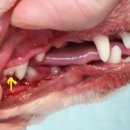 동산동물병원 이미지