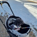 마추피추애견블랙 | 평창 강아지와 여행 코스 한화리조트 애견동반 객실 멍패커 후기