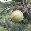 과수원