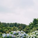 종달리수국길 이미지