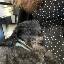 위드독(with dog) 이미지