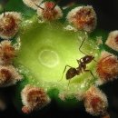 개미똥구멍 이미지