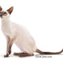 순한고양이 이미지