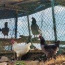 황강은빛백사장길 이미지