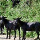 흑염소 한 닭 농장 이미지