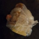 신도림아이파크 | 신도림 맛집 컴포! 샤브샤브 아닌 고기구워 다양한 야채와 월남쌈 무제한 으로 이만한 맛과 가성비가...