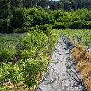 용신농장 이미지