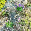 라데나 제주 이미지