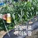 현명농장 | 주말농장 식물영양제 추천 텃밭비료에 좋은 아미노팜 후기