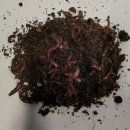 대물축산 네이버블로그