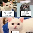 과일다옴 네이버블로그
