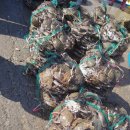 도선장유통 이미지