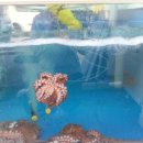 울산전복킹 이미지