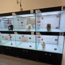 미유펫 강아지분양 고양이분양 전주점 이미지