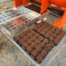 국화농장 이미지