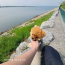 하단오거리 동물의료센터 | 부산 동물병원 추천 하단오거리 동물의료센터 진료시간비용위치리뷰