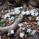 반도하숙 이미지