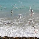 바다사랑투 이미지