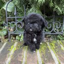 하운드광주하남 이미지