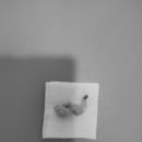 문정탑 동물병원 이미지