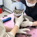 고양이호텔 무냥무냥 김해점 | 대구 북구청 고양이 첫 미용 [무냥무냥 원대점] 무마취 코숏 고양이 털 날림 방문 후기