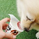 프로지스 이미지