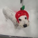 삐삐 펫살롱 이미지