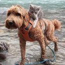 강아지와 고양이 이미지