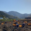 대아약업사 이미지