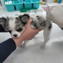 동탄시티동물의료센터 이미지