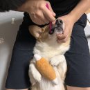 메이 동물병원 이미지