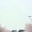 왕버들로 | (내돈내산) 광주 신창동 브런치 맛집 봉퓌르바게트 광주신창점 후기 (벚꽃, 용수마을 산책)