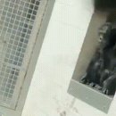 갇혀있던 29살 침팬지가 처음 세상에 나왔을 때 이미지